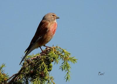CAMPAÑA AGUILUCHO CENIZO 2024 (SEGOVIA)