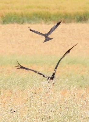 CAMPAÑA AGUILUCHO CENIZO 2024 (SEGOVIA)