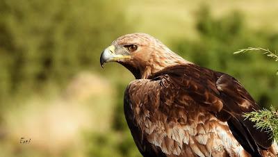 CAMPAÑA AGUILUCHO CENIZO 2024 (SEGOVIA)