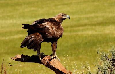 CAMPAÑA AGUILUCHO CENIZO 2024 (SEGOVIA)
