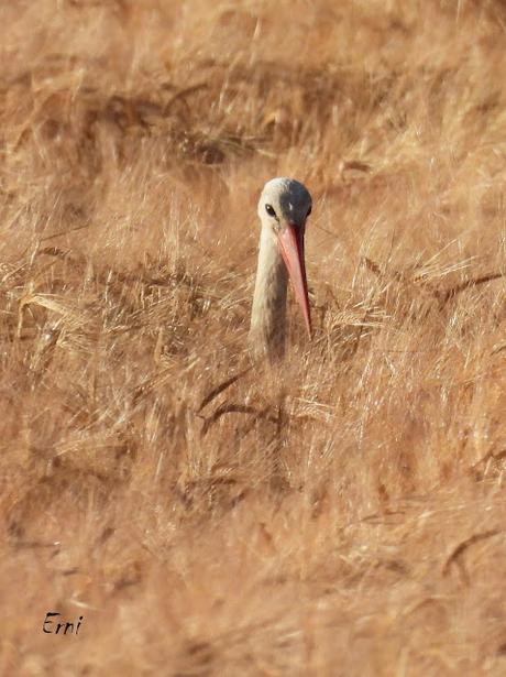 CAMPAÑA AGUILUCHO CENIZO 2024 (SEGOVIA)