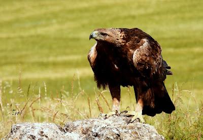 CAMPAÑA AGUILUCHO CENIZO 2024 (SEGOVIA)