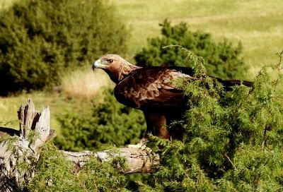 CAMPAÑA AGUILUCHO CENIZO 2024 (SEGOVIA)