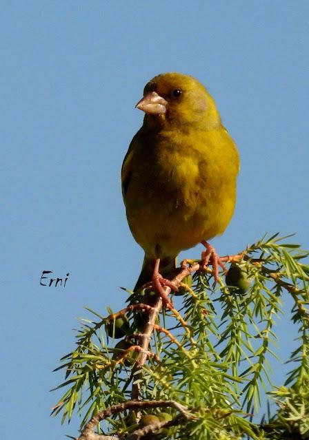 CAMPAÑA AGUILUCHO CENIZO 2024 (SEGOVIA)