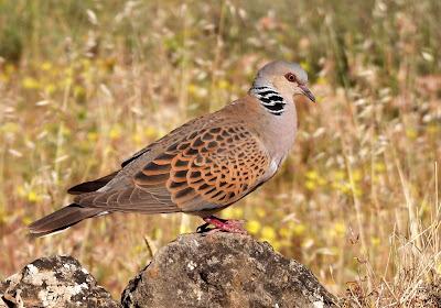 CAMPAÑA AGUILUCHO CENIZO 2024 (SEGOVIA)