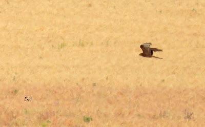 CAMPAÑA AGUILUCHO CENIZO 2024 (SEGOVIA)
