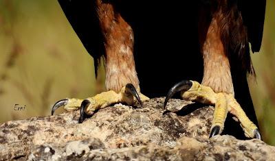 CAMPAÑA AGUILUCHO CENIZO 2024 (SEGOVIA)