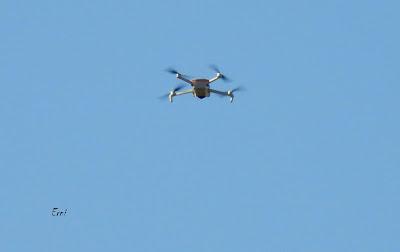 CAMPAÑA AGUILUCHO CENIZO 2024 (SEGOVIA)