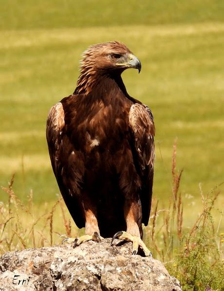 CAMPAÑA AGUILUCHO CENIZO 2024 (SEGOVIA)