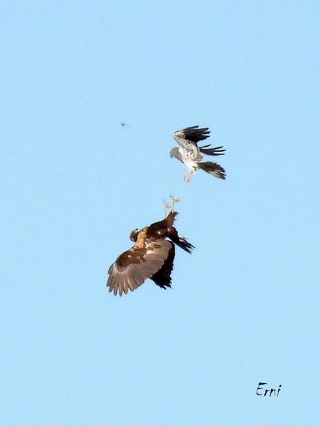 CAMPAÑA AGUILUCHO CENIZO 2024 (SEGOVIA)