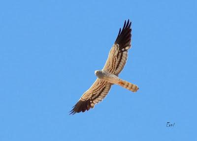 CAMPAÑA AGUILUCHO CENIZO 2024 (SEGOVIA)