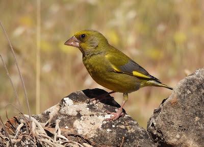 CAMPAÑA AGUILUCHO CENIZO 2024 (SEGOVIA)