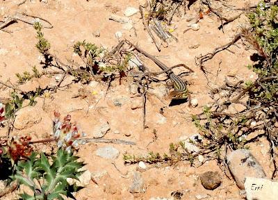 CAMPAÑA AGUILUCHO CENIZO 2024 (SEGOVIA)