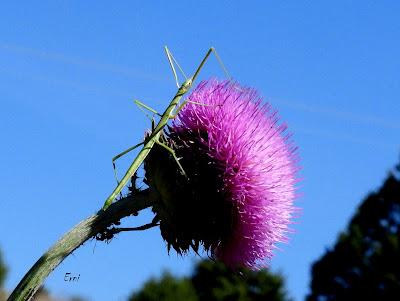 CAMPAÑA AGUILUCHO CENIZO 2024 (SEGOVIA)
