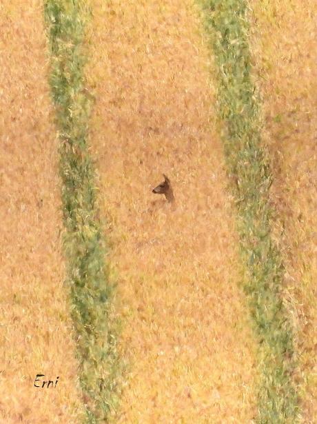 CAMPAÑA AGUILUCHO CENIZO 2024 (SEGOVIA)