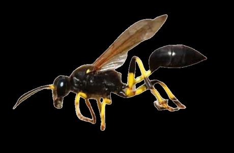 Curiosidades de Avispas