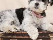 Documentación requisitos para viajar perro