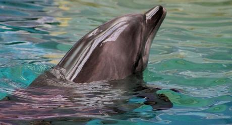 Delfín En Benidorm
