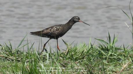 Archibebe oscuro con plumaje de verano en el Delta del Llobregat