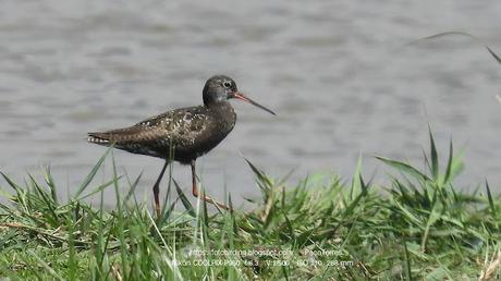 Archibebe oscuro con plumaje de verano en el Delta del Llobregat