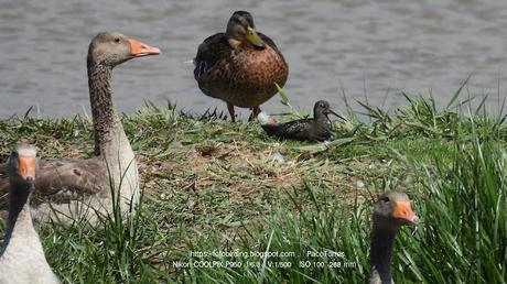 Archibebe oscuro con plumaje de verano en el Delta del Llobregat