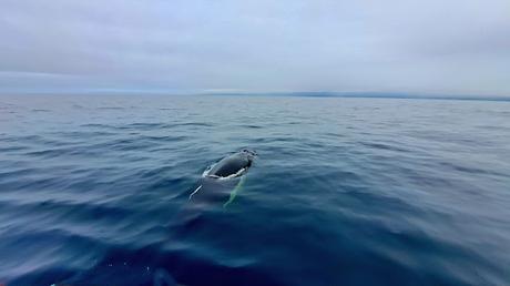 ISLANDIA : HÚSAVIK Y LAS BALLENAS JOROBADAS ISLANDIA : HÚSAVIK Y LAS BALLENAS JOROBADAS