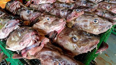 ISLANDIA : HÚSAVIK Y LAS BALLENAS JOROBADAS ISLANDIA : HÚSAVIK Y LAS BALLENAS JOROBADAS