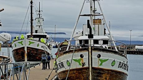 ISLANDIA : HÚSAVIK Y LAS BALLENAS JOROBADAS ISLANDIA : HÚSAVIK Y LAS BALLENAS JOROBADAS
