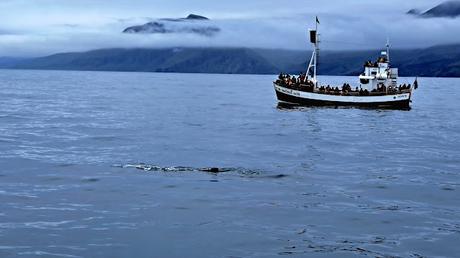 ISLANDIA : HÚSAVIK Y LAS BALLENAS JOROBADAS ISLANDIA : HÚSAVIK Y LAS BALLENAS JOROBADAS