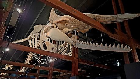 ISLANDIA : HÚSAVIK Y LAS BALLENAS JOROBADAS ISLANDIA : HÚSAVIK Y LAS BALLENAS JOROBADAS