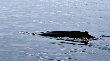 ISLANDIA : HÚSAVIK Y LAS BALLENAS JOROBADAS ISLANDIA : HÚSAVIK Y LAS BALLENAS JOROBADAS