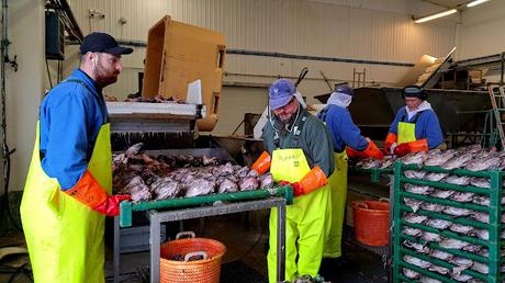 ISLANDIA : HÚSAVIK Y LAS BALLENAS JOROBADAS ISLANDIA : HÚSAVIK Y LAS BALLENAS JOROBADAS