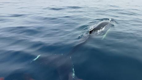 ISLANDIA : HÚSAVIK Y LAS BALLENAS JOROBADAS ISLANDIA : HÚSAVIK Y LAS BALLENAS JOROBADAS