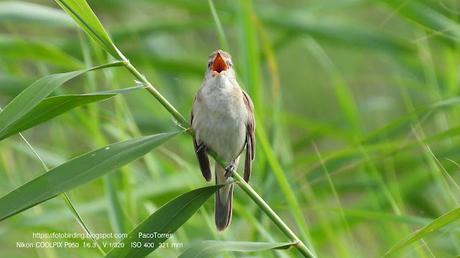 El Canto del Carricero Tordal
