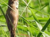 Canto Carricero Tordal