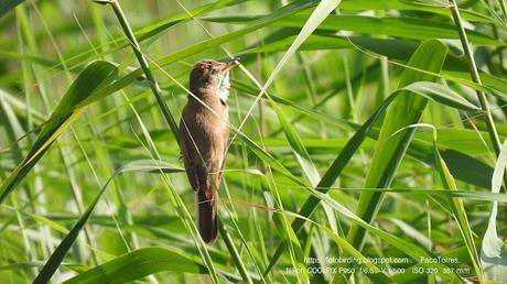 El Canto del Carricero Tordal