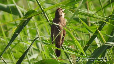 El Canto del Carricero Tordal
