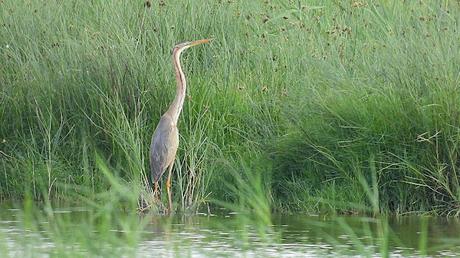 Garza imperial y el ruido del Delta del Llobregat