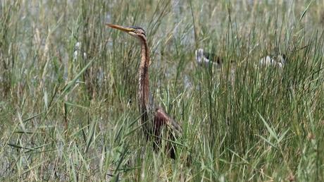 Garza imperial y el ruido del Delta del Llobregat