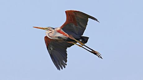 Garza imperial y el ruido del Delta del Llobregat