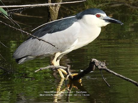 El penacho del martinene