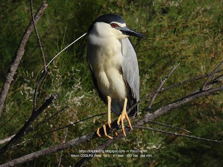 El penacho del martinene