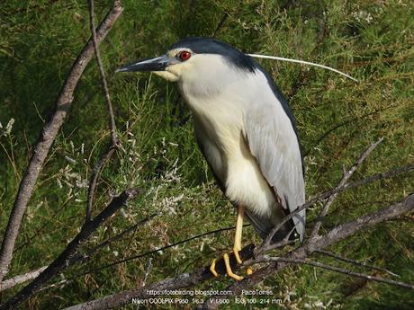 El penacho del martinene