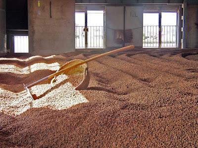 ¿Qué son las chufas?La chufa es un tubérculo que crece en...