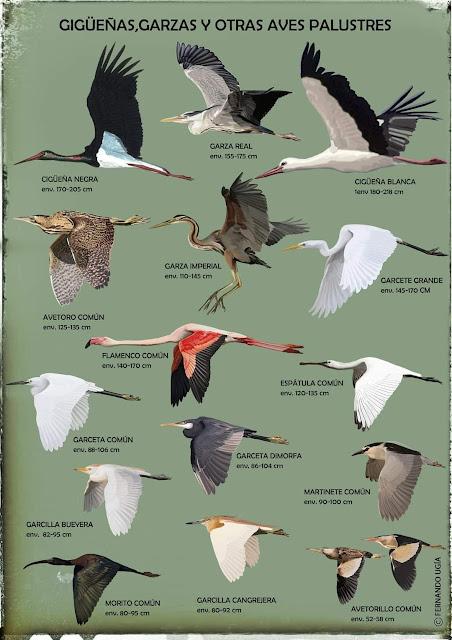 CIGÜEÑAS, GARZAS Y OTRAS AVES PALUSTRES CIGÜEÑAS, GARZAS Y OTRAS AVES PALUSTRES