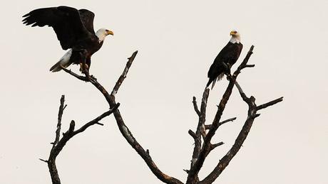 Blue Origin y ULA advierten que el lanzamiento de una nave espacial SpaceX en Florida podría ser muy disruptivo Blue Origin y ULA advierten que el lanzamiento de una nave espacial SpaceX en Florida podría ser muy disruptivo