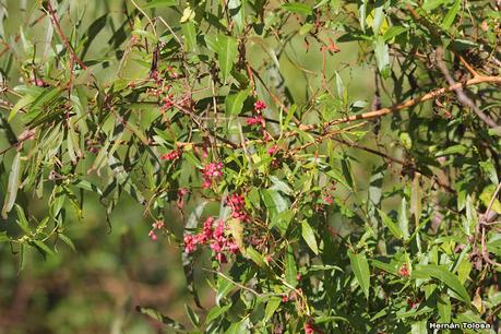 Zarzaparrilla colorada (Muehlenbeckia sagittifolia)