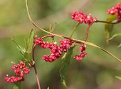 Zarzaparrilla colorada (Muehlenbeckia sagittifolia)