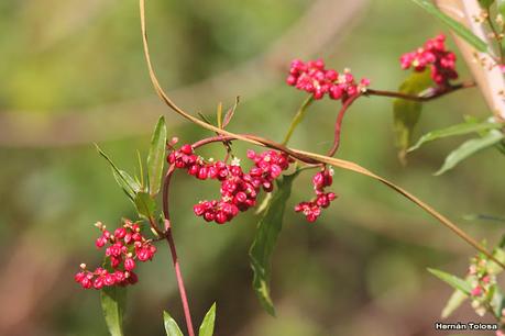 Zarzaparrilla colorada (Muehlenbeckia sagittifolia)