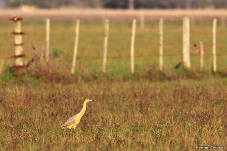 Recorriendo Punta Indio